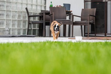 8 haftalık genç safkan Alman boksör köpek yavrusu koşturup duruyor.