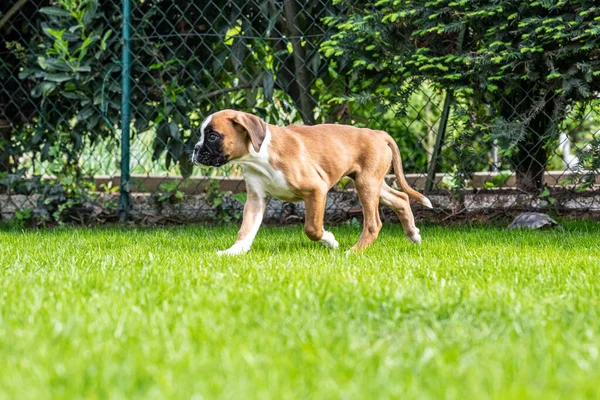 8 semaines jeune chiot d'or pur chien boxeur allemand — Photo