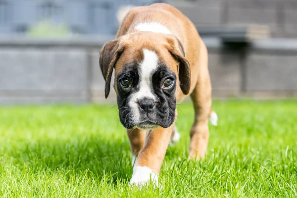 8 semanas joven pura raza cachorro de oro perro boxeador alemán — Foto de Stock