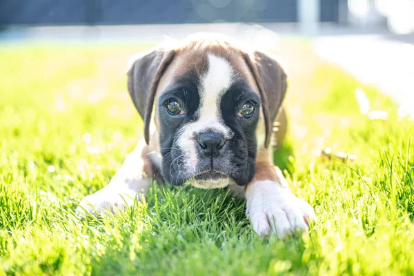 8 semanas joven cachorro de raza pura perro boxeador alemán dorado acostado en gras verde — Foto de Stock