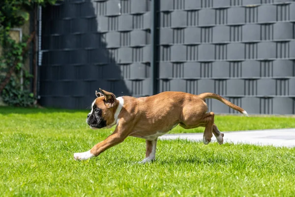 8 semaines jeune chiot de boxer allemand doré de race pure courir et junping — Photo