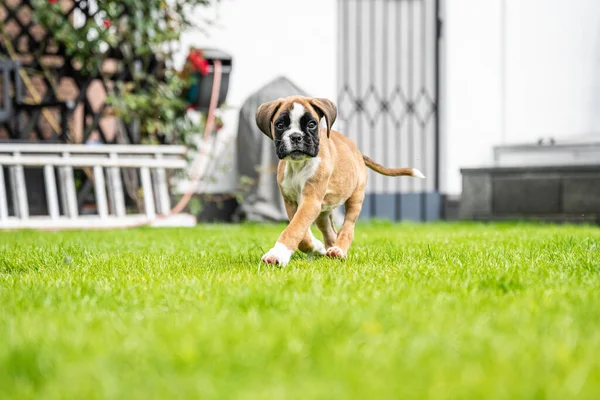 8 semaines jeune chiot d'or pur chien boxeur allemand — Photo