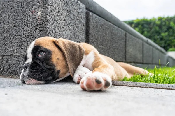 8 hét fiatal fajtiszta arany kölyök német bokszoló kutya alszik zöld gras — Stock Fotó