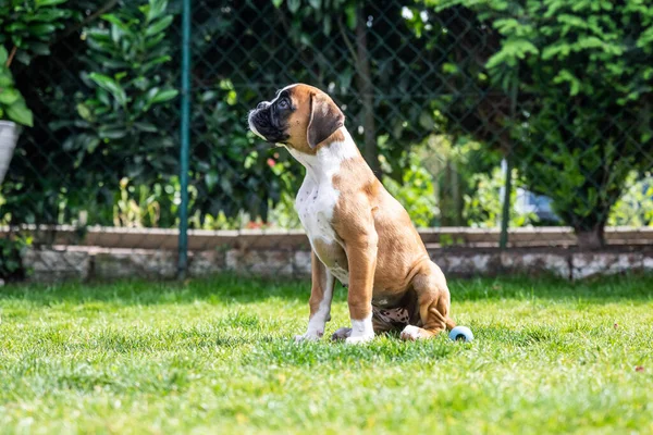 8 semaines jeune chiot d'or pur chien boxeur allemand — Photo