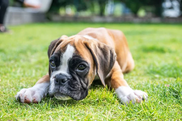 8 semanas joven perro boxeador alemán cachorro de pura raza dorada durmiendo en gras verde — Foto de Stock