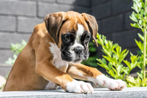 8 недель молодой чистокровный золотой щенок немецкий боксер собака — стоковое фото