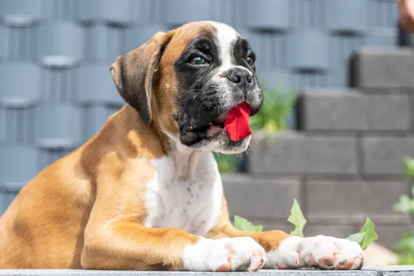8 недель молодой чистокровный золотой щенок немецкий боксер собака — стоковое фото