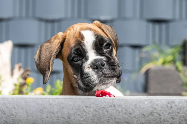 8 semanas joven pura raza cachorro de oro perro boxeador alemán — Foto de Stock