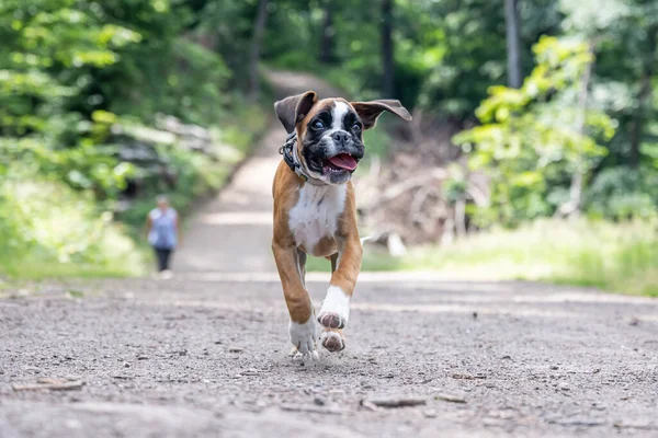 8 semanas puppy cão boxer alemão de raça pura jovem correndo e juntando — Fotografia de Stock