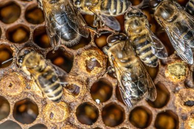 Arı kovanındaki arı kovanındaki mühürlü bal arıları. Çerçevede balmumu ve propolis kolonisi olan hemşire arılar.