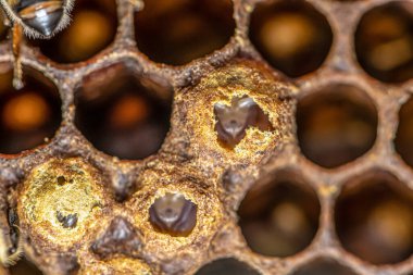 Arı kovanındaki arı kovanındaki mühürlü bal arıları. Çerçevede balmumu ve propolis kolonisi olan hemşire arılar.