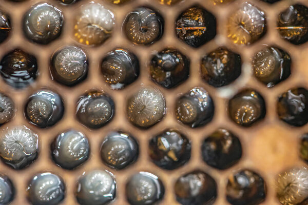 Honey bee beehive Wax Frame with bees breed, eggs and worms next generation