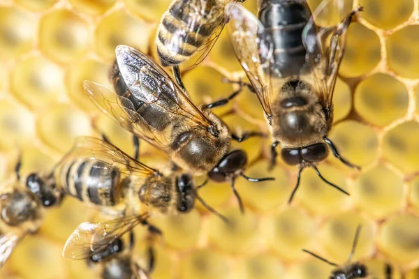 Primer plano macro Gran abeja drone en panal abeja macho con trabajador de la abeja — Foto de Stock