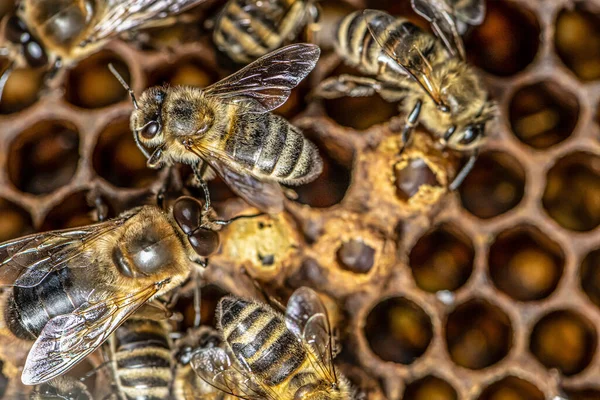 Zamknięte potomstwo pszczół miodnych w pasiece pszczelarza w ulu Pielęgniarki pszczół na ramie z wosku pszczelego i kolonii propolis — Zdjęcie stockowe