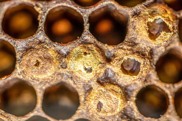 Méhek zárt ivadéka méhészméhészméhészetben méhkaptárban Ápoló méhek a kereten méhviasszal és propoliszkolóniával — Stock Fotó