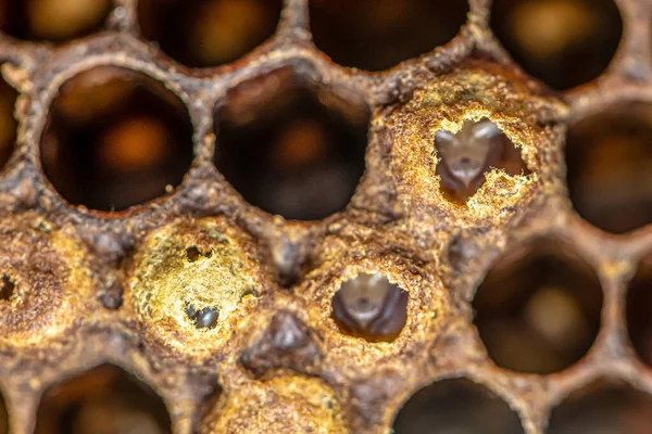 Tulení potomci včel medonosných ve včelíně včelaře v úlu Sestřičky včel na rámu s včelím voskem a propoliskou kolonií — Stock fotografie