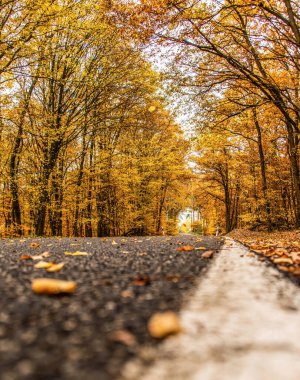 Gevşek sonbahar yaprakları ile dolambaçlı bir yol Almanya 'nın gergedan tahtırevanında sonbahar ağaçları arasında
