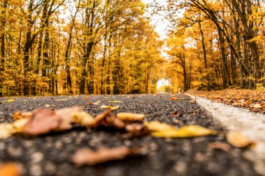 Gevşek sonbahar yaprakları ile dolambaçlı bir yol Almanya 'nın gergedan tahtırevanında sonbahar ağaçları arasında