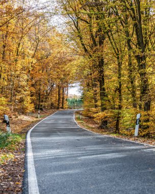 Gevşek sonbahar yaprakları ile dolambaçlı bir yol Almanya 'nın gergedan tahtırevanında sonbahar ağaçları arasında