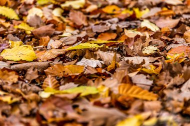 Sonbahar yapraklarındaki kahverengi meşe palamutları Sonbahar mevsimi arka planını kapatın