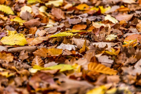 Sonbahar yapraklarındaki kahverengi meşe palamutları Sonbahar mevsimi arka planını kapatın