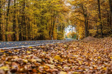 Gevşek sonbahar yaprakları ile dolambaçlı bir yol Almanya 'nın gergedan tahtırevanında sonbahar ağaçları arasında
