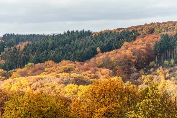 Прекрасний оранжевий і червоний осінній ліс, багато дерев на оранжевих пагорбах розростаються з палантином. — стокове фото