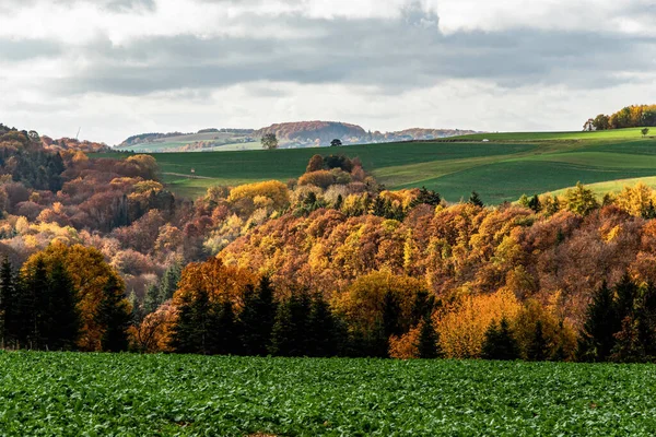 Gyönyörű narancs és vörös őszi erdő, sok fa a narancssárga dombokon Németország rhineland palantino — Stock Fotó