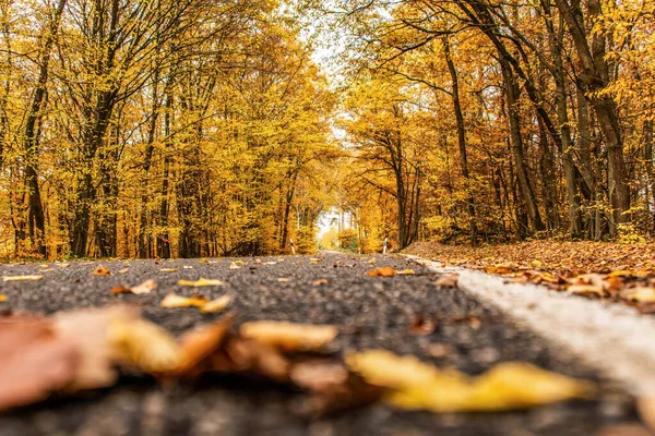 Uma estrada sinuosa com folhas de queda soltas através de árvores de outono na Alemanha Renânia palantino — Fotografia de Stock
