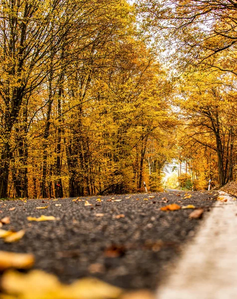 Una strada tortuosa con foglie sciolte caduta attraverso alberi autunnali in Germania Renania palantino — Foto Stock