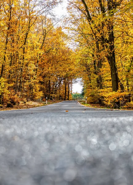 Uma estrada sinuosa com folhas de queda soltas através de árvores de outono na Alemanha Renânia palantino — Fotografia de Stock