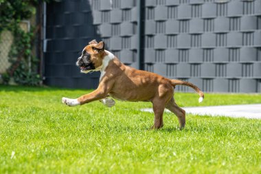 8 haftalık genç safkan Alman boksör köpek yavrusu koşturup duruyor.