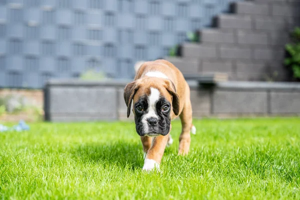 8 semanas joven pura raza cachorro de oro perro boxeador alemán — Foto de Stock