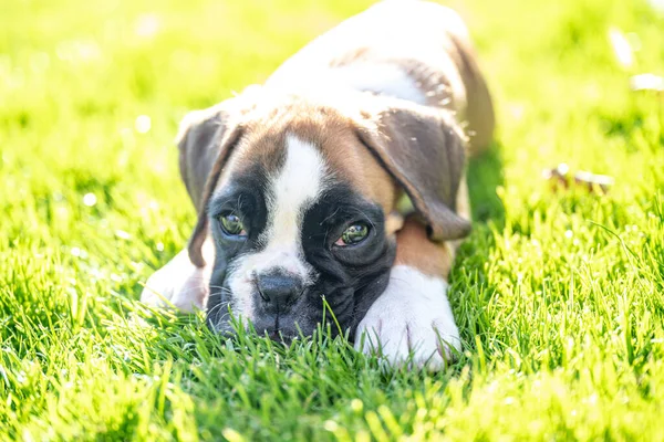 8 semanas joven cachorro de raza pura perro boxeador alemán dorado acostado en gras verde — Foto de Stock