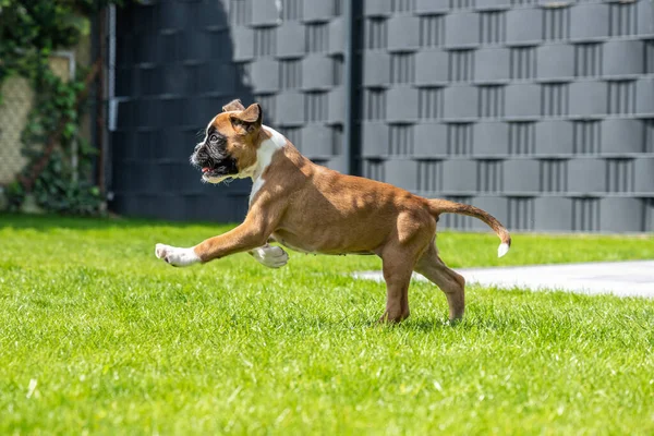 8 semaines jeune chiot de boxer allemand doré de race pure courir et junping — Photo