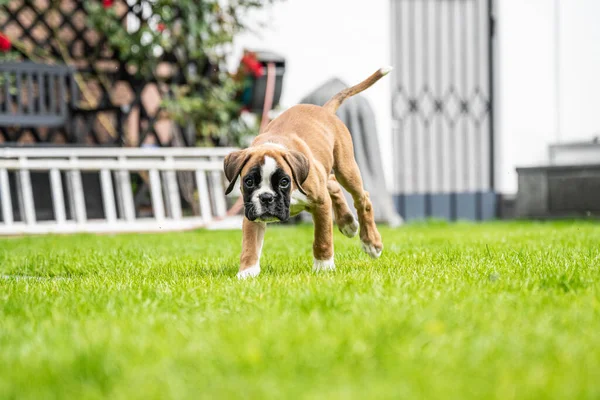 8 semaines jeune chiot d'or pur chien boxeur allemand — Photo