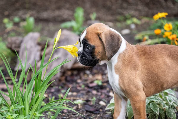 8 semanas joven pura raza de oro cachorro alemán boxeador perro oliendo flores en la naturaleza — Foto de Stock