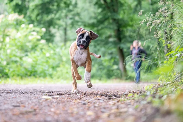 8 semaines jeune chiot de boxer allemand doré de race pure courir et junping — Photo