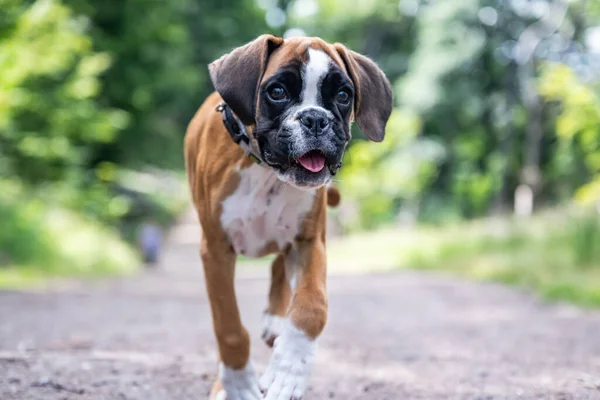 8 semanas puppy cão boxer alemão de raça pura jovem correndo e juntando — Fotografia de Stock