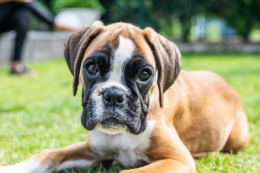 8 haftalık genç safkan köpek yavrusu Alman boksör köpeği yeşil gras içinde uyuyor.