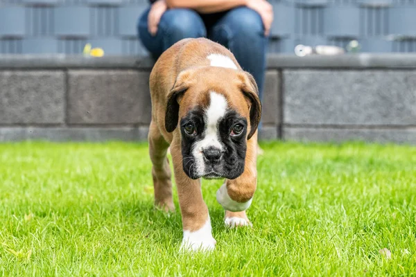 8 semanas joven pura raza cachorro de oro perro boxeador alemán — Foto de Stock