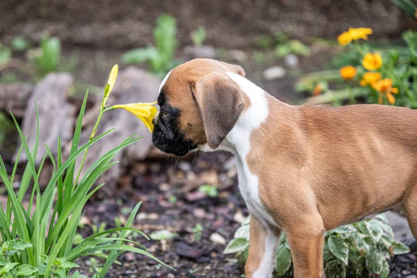 8 semanas joven pura raza de oro cachorro alemán boxeador perro oliendo flores en la naturaleza — Foto de Stock