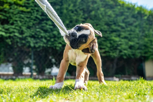 Brincalhão puppy puppy cão pugilista alemão de raça pura jovem puxando em uma toalha no jardim — Fotografia de Stock