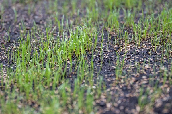 Fresh green spring gras closeup Lawn grass sprouting, sowing crops and grains — Stock Photo, Image