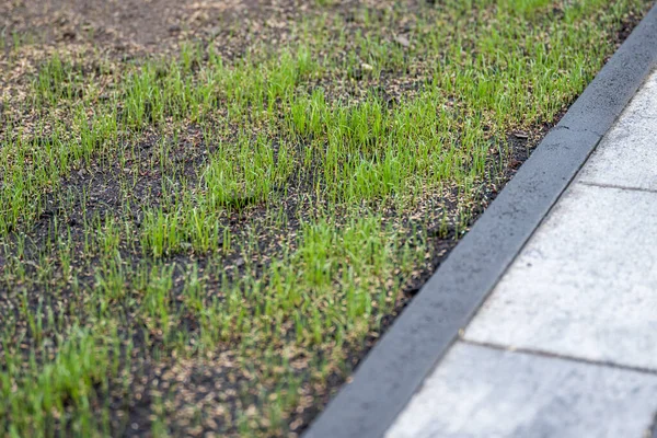 Fresh green spring gras closeup Lawn grass sprouting, sowing crops and grains — Stock Image Fresh green spring gras closeup Lawn grass sprouting, sowing crops and grains Royalty Free Stock Images