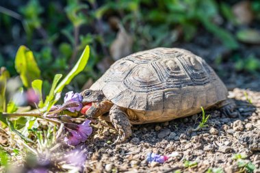 Kaplumbağa Testudo Marginata Avrupa deniz kaplumbağası mor çiçekleri yiyor.