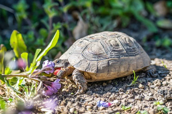 Sköldpadda Testudo Marginata europeiska landsköldpadda äta lila blomma närbild djurliv — Stockfoto