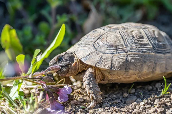 Sköldpadda Testudo Marginata europeiska landsköldpadda äta lila blomma närbild djurliv — Stockfoto