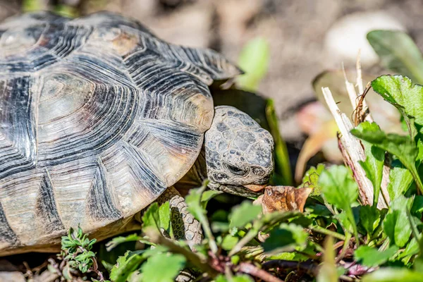 Sköldpadda Testudo Marginata europeisk landsköldpadda vilda djur gratis äta — Stockfoto