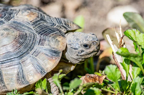 Sköldpadda Testudo Marginata europeisk landsköldpadda vilda djur gratis äta — Stockfoto